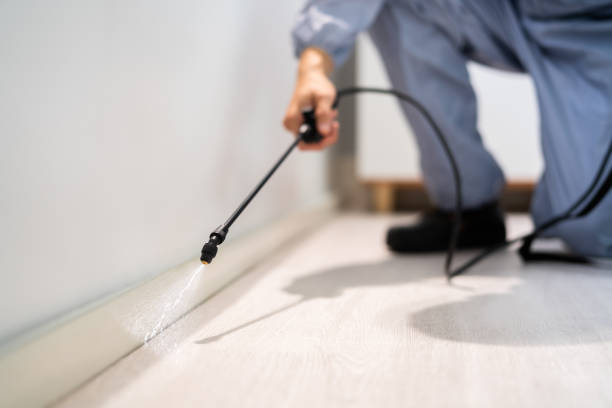 Licensed Wasp Removal service in Earlington, KY - Show Me Pest Control